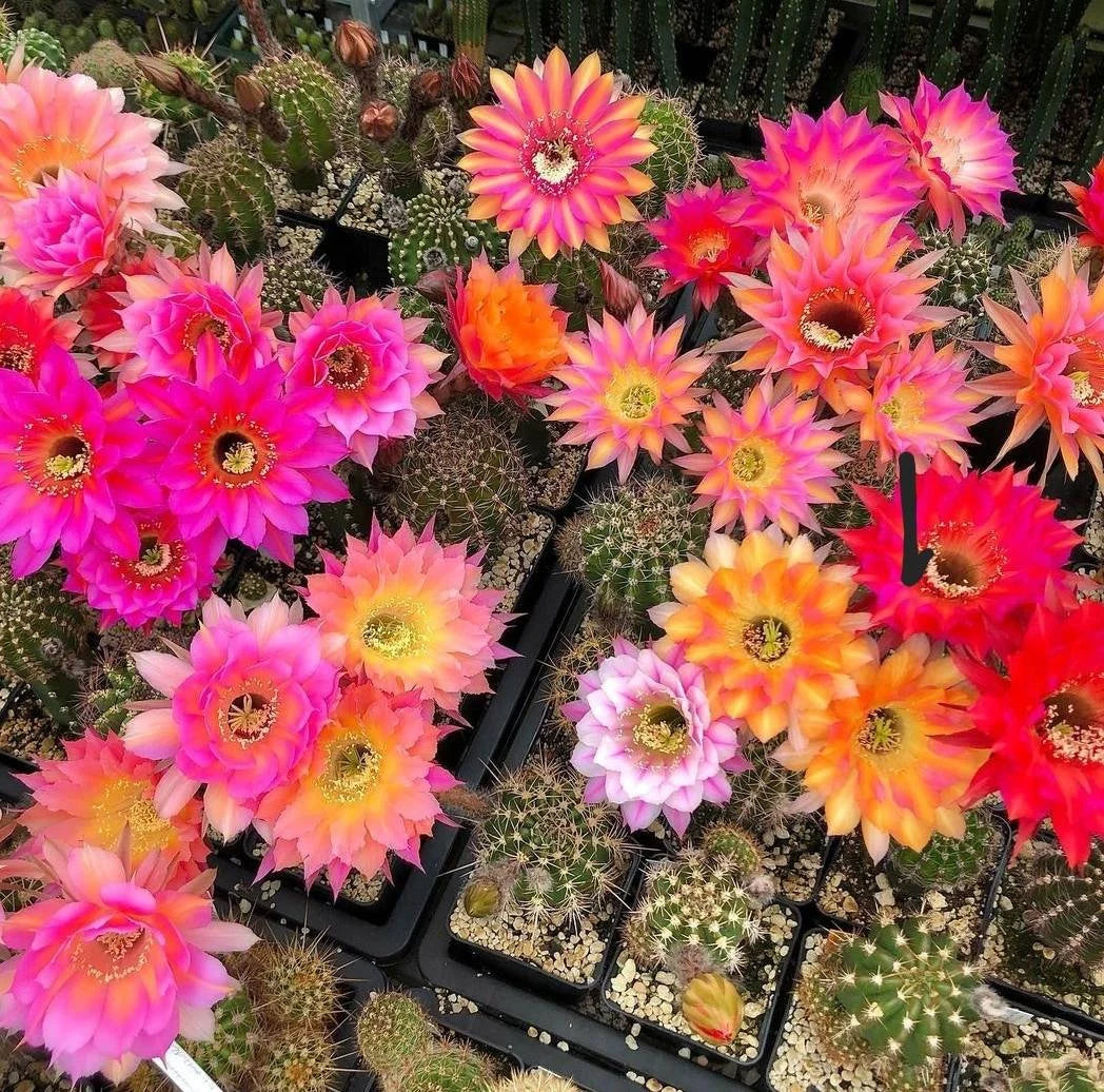 Echinopsis hybrid mix seeds