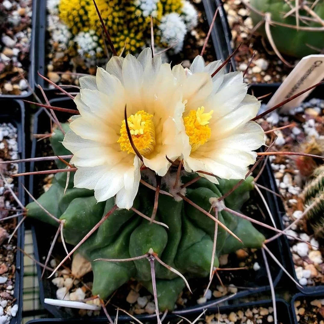 Thelocactus rinconensis (10 seeds)