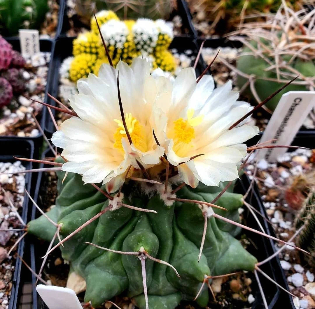 Thelocactus rinconensis (10 seeds)