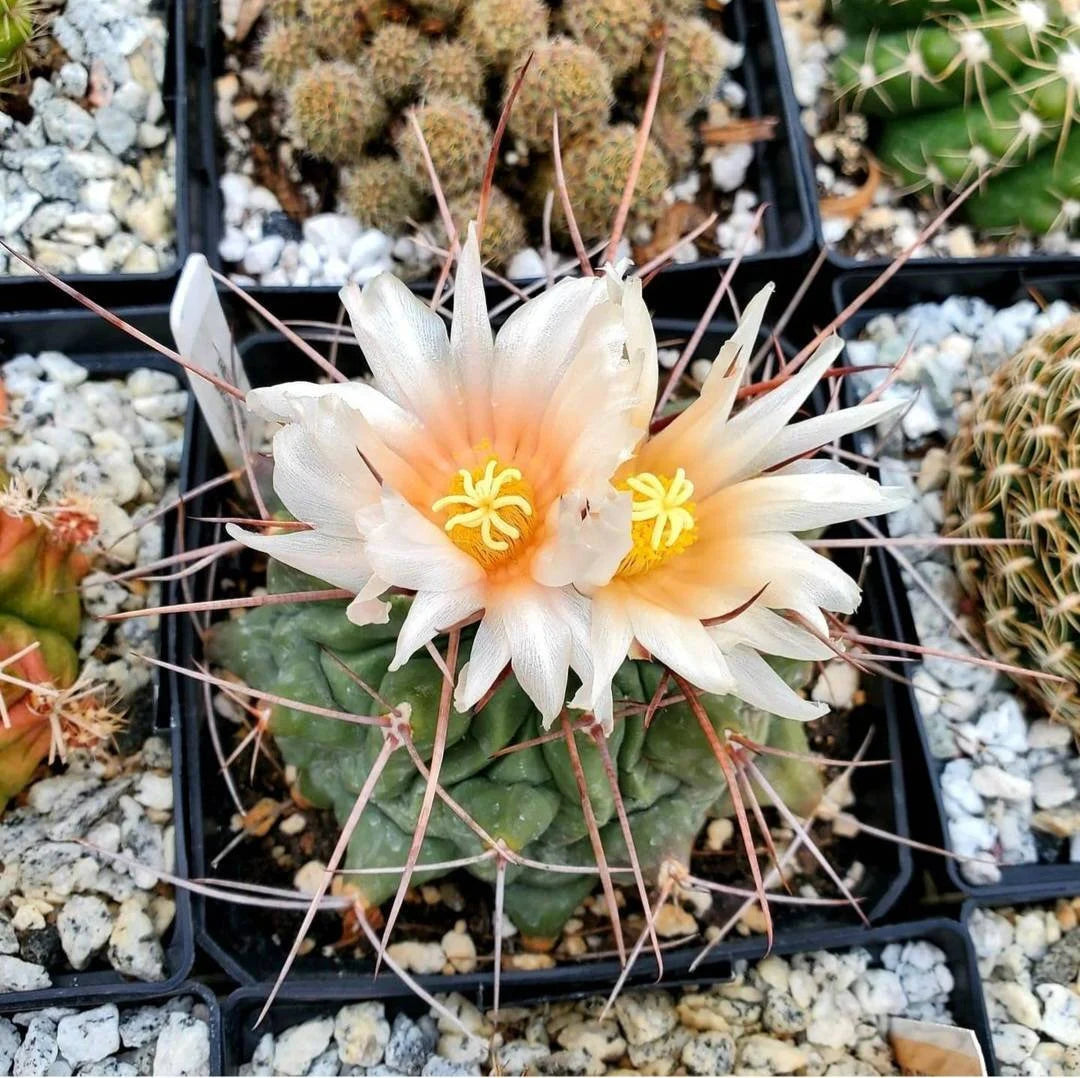 Thelocactus rinconensis (10 seeds)