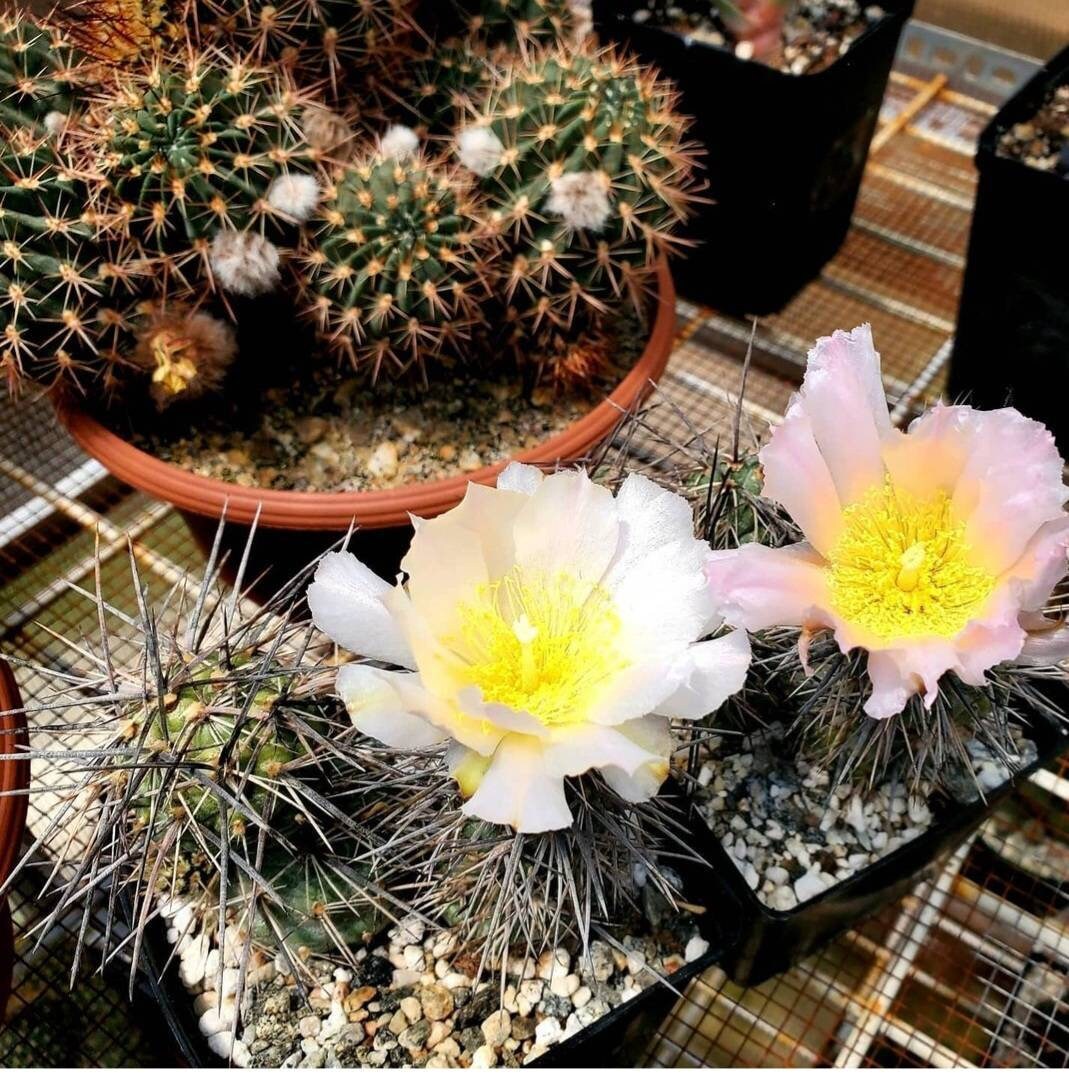 tephrocactus alexanderi (5 seeds)