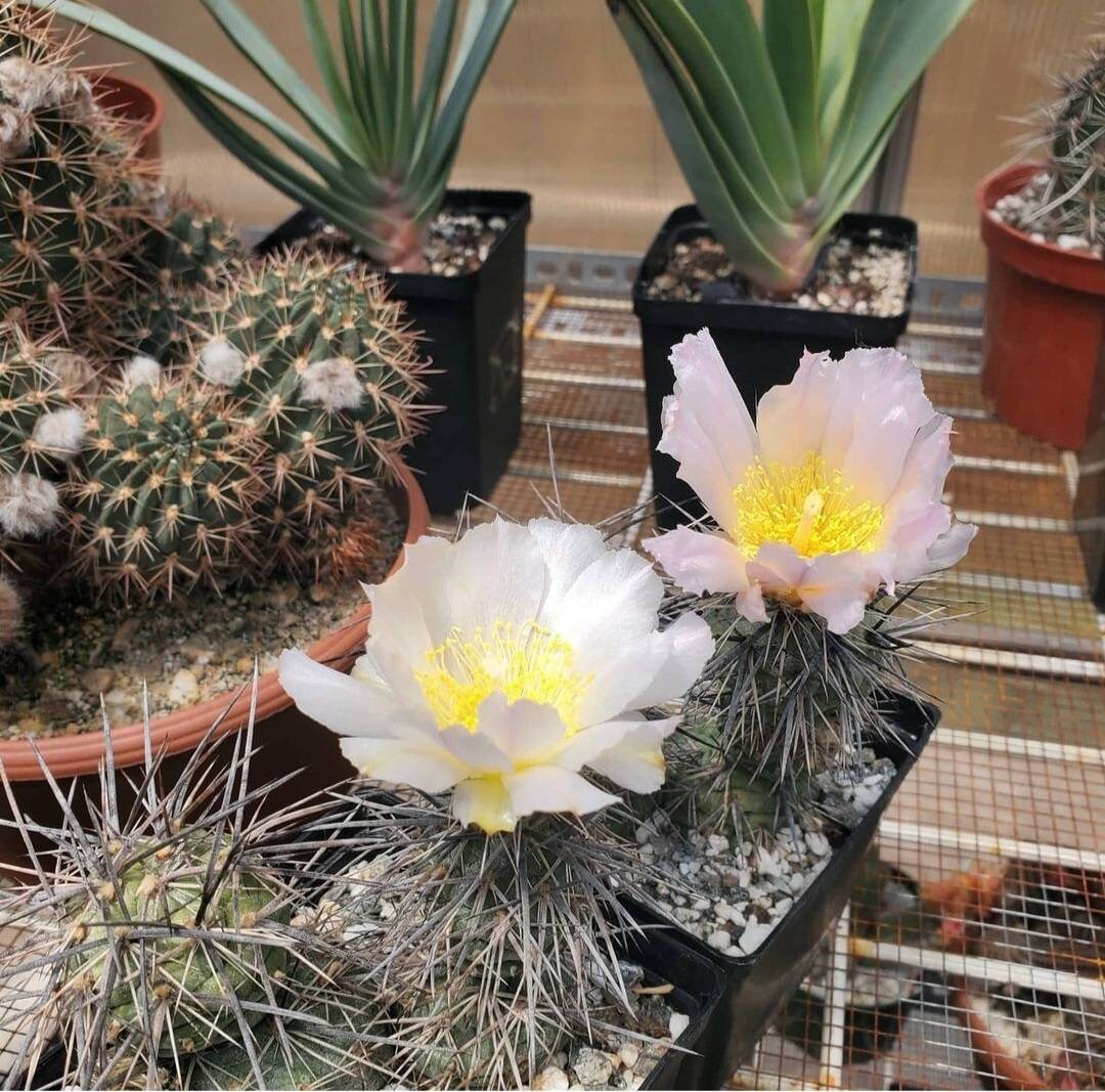 tephrocactus alexanderi (5 seeds)