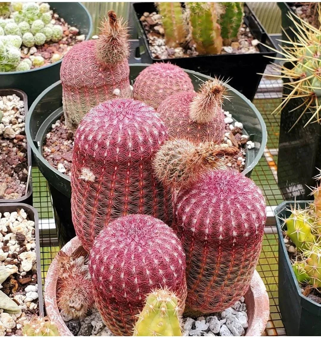 Echinocereus rigidissimus var.rubispinus | Rainbow Cactus (seeds)