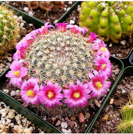 Mammillaria haageana subs. elegans (20 seeds)