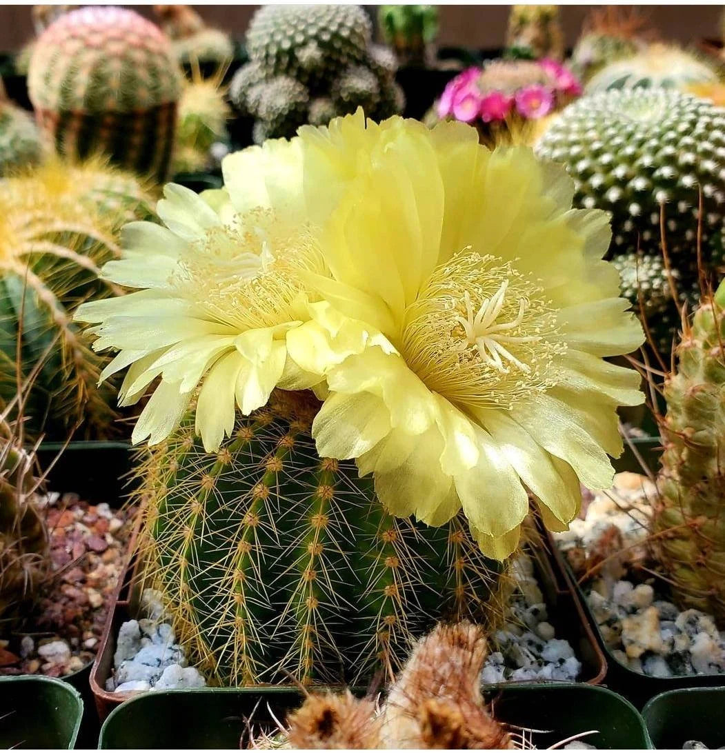 Notocactus Mix seeds (Guaranteed 10 different types)