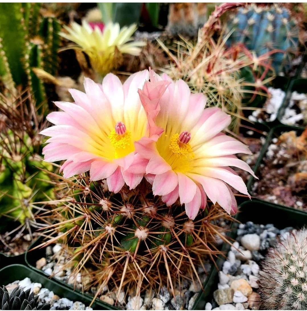 Notocactus Mix seeds (Guaranteed 10 different types)