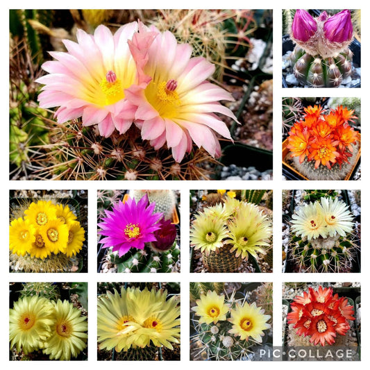 Notocactus Mix seeds (Guaranteed 10 different types)