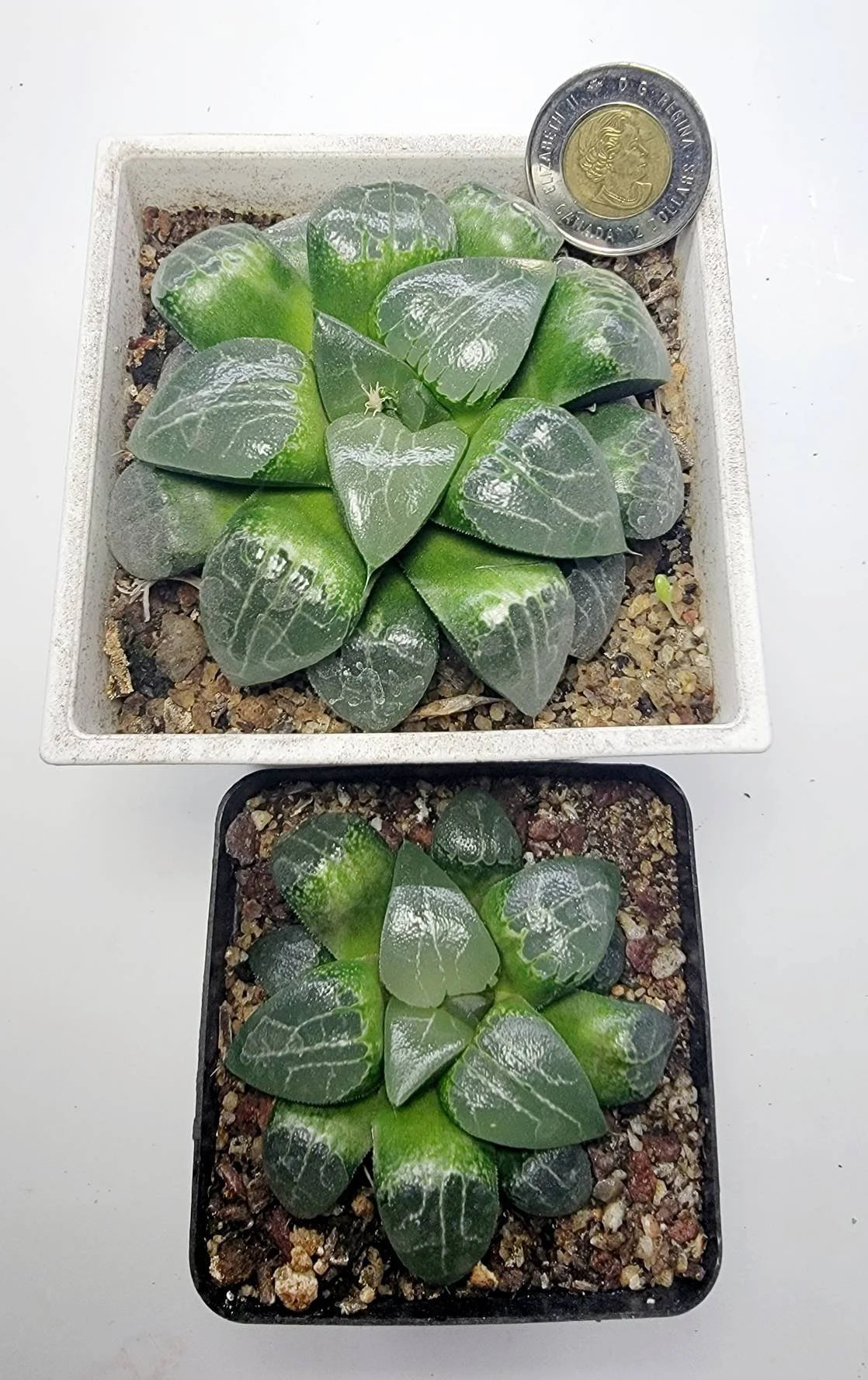 Haworthia cooperi 'Tsukikage'