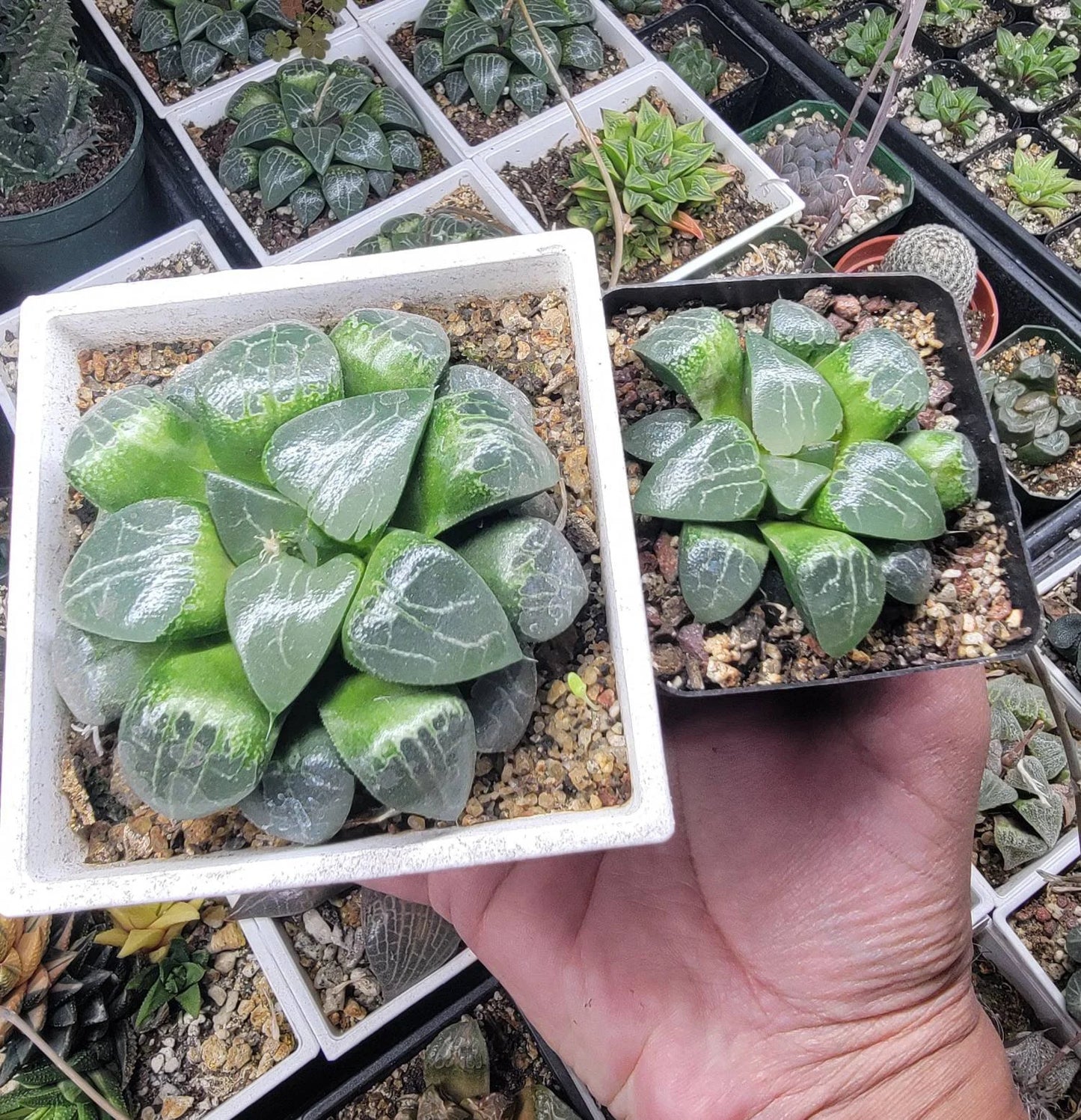 Haworthia cooperi 'Tsukikage'