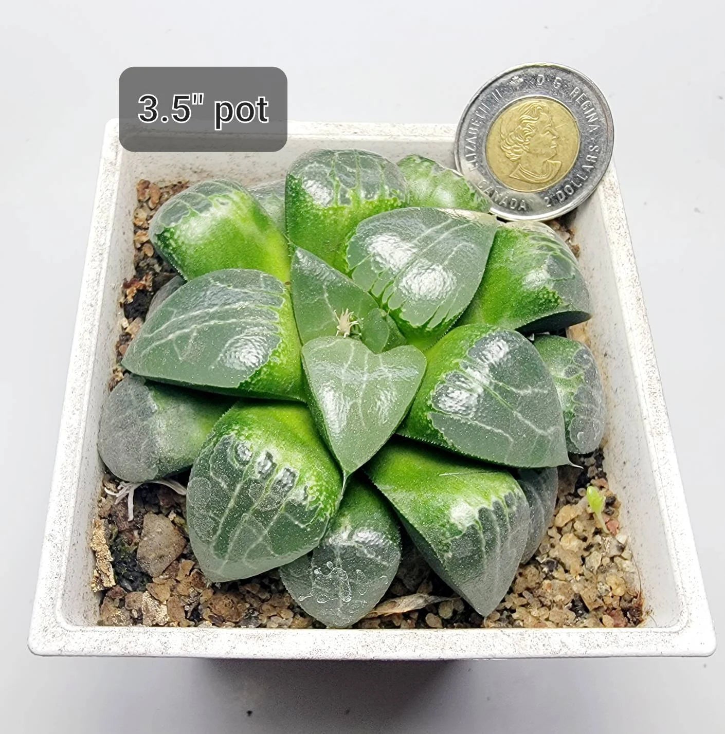 Haworthia cooperi 'Tsukikage'