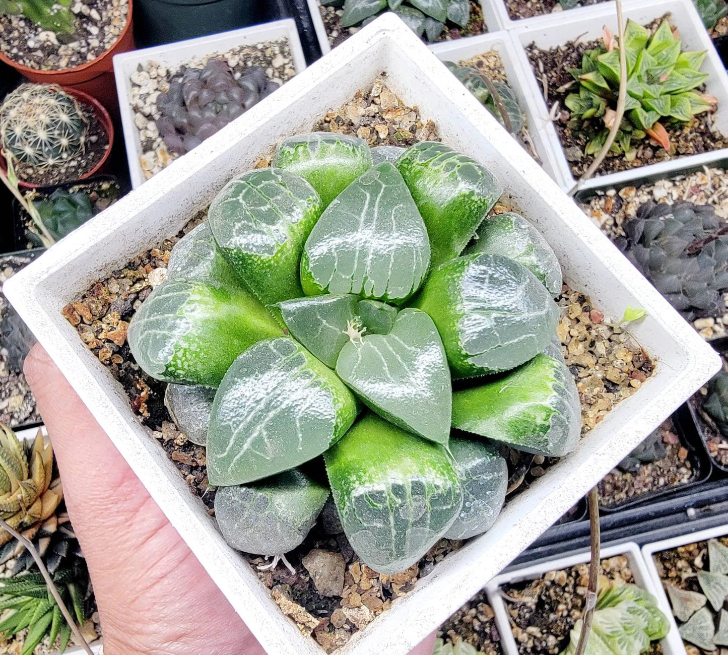 Haworthia cooperi 'Tsukikage'