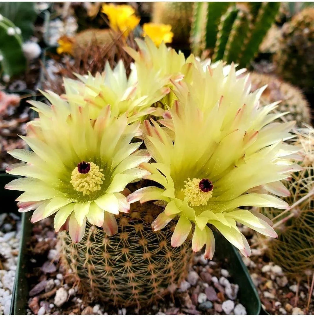 Notocactus Mix seeds (Guaranteed 10 different types)