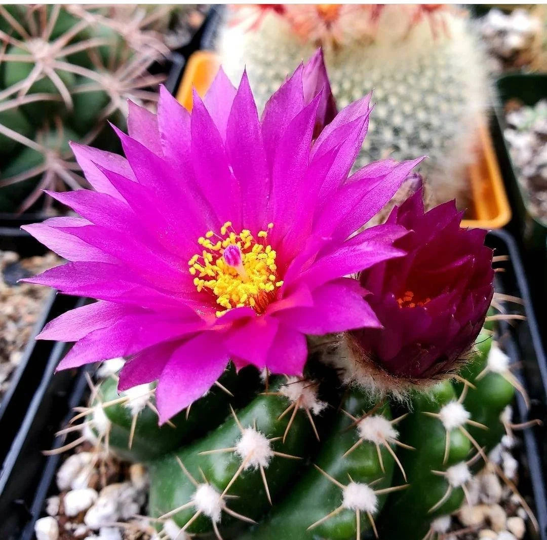 Notocactus Mix seeds (Guaranteed 10 different types)