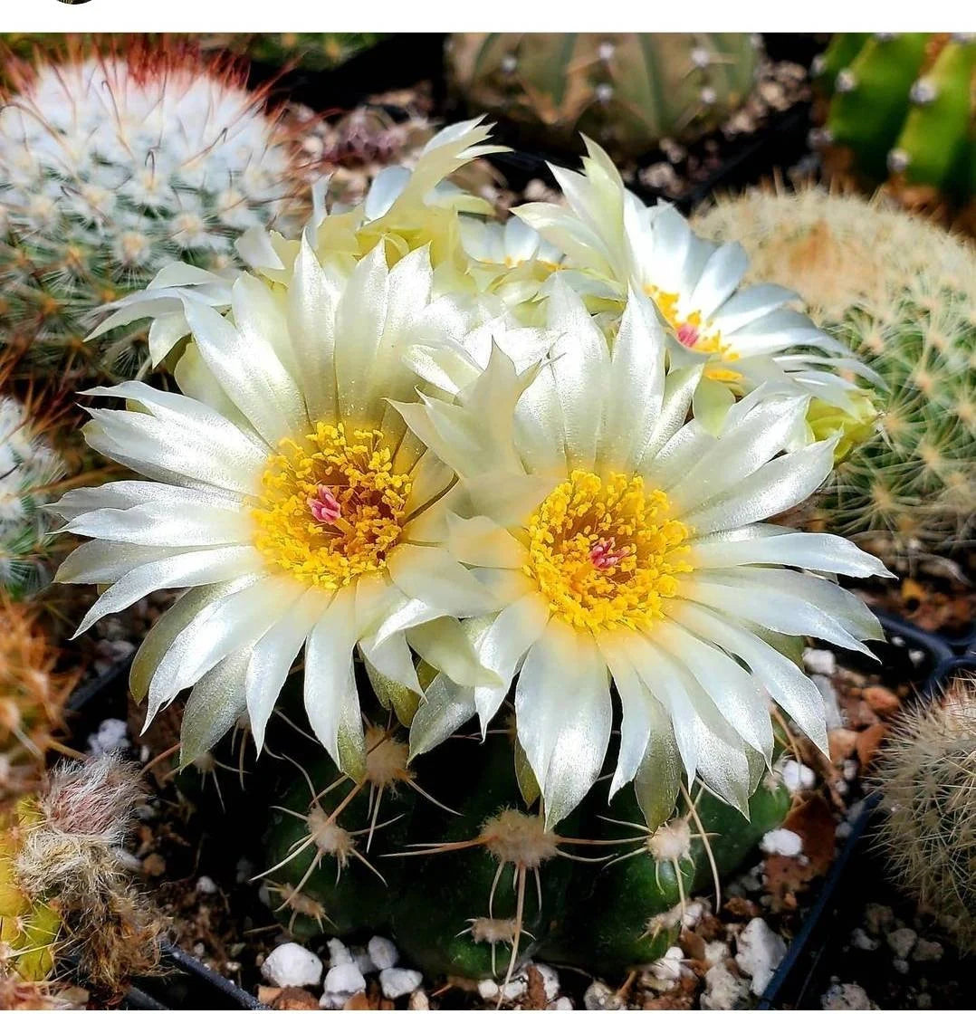 Notocactus Mix seeds (Guaranteed 10 different types)