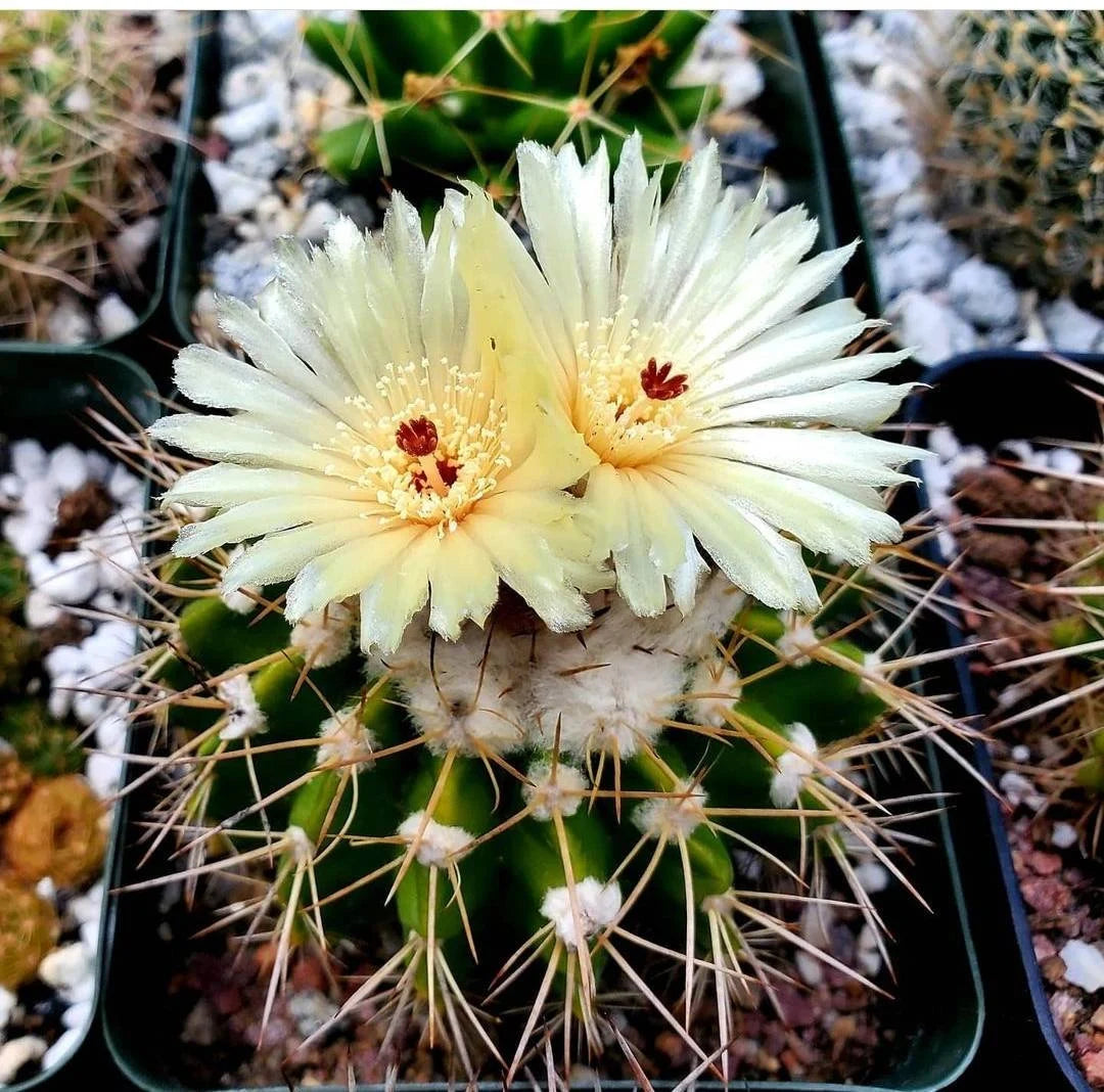 Notocactus Mix seeds (Guaranteed 10 different types)