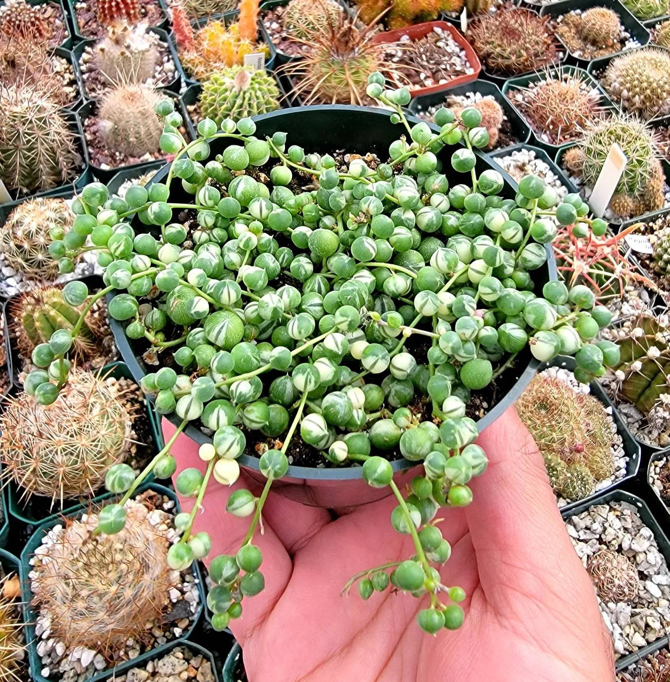 Variegated String Of Pearls