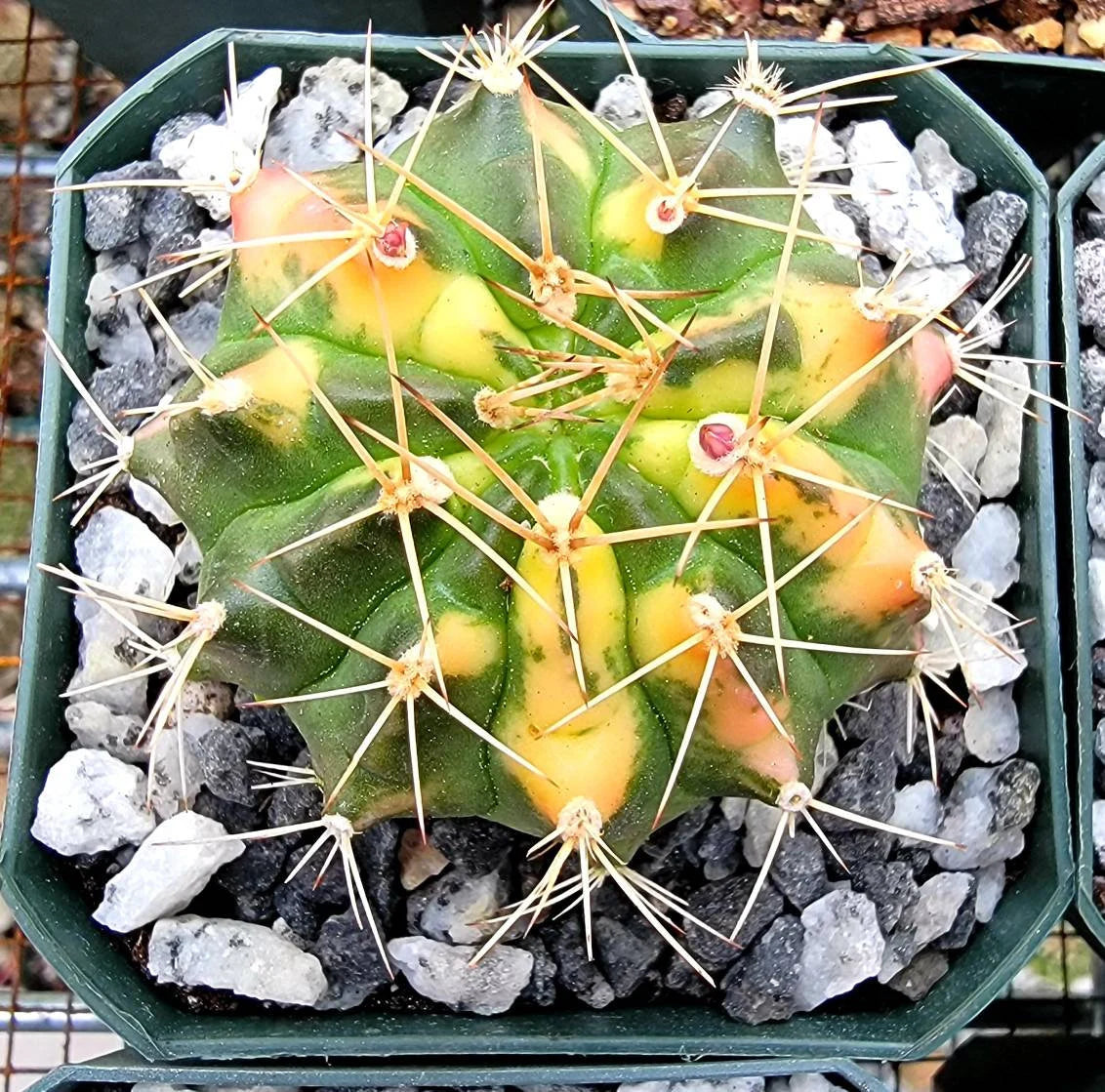 Gymnocalycium Mihanovichii varigata