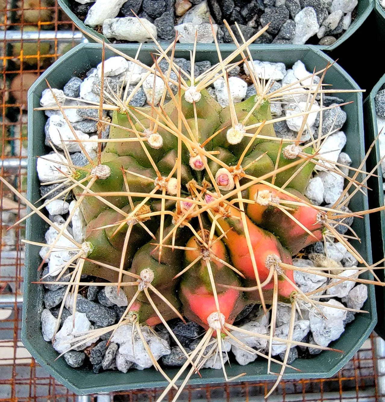 Gymnocalycium Mihanovichii varigata