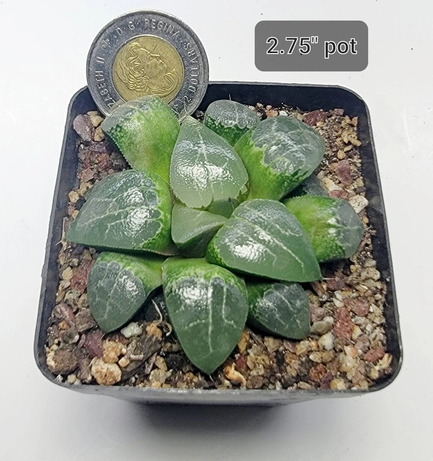 Haworthia cooperi 'Tsukikage'