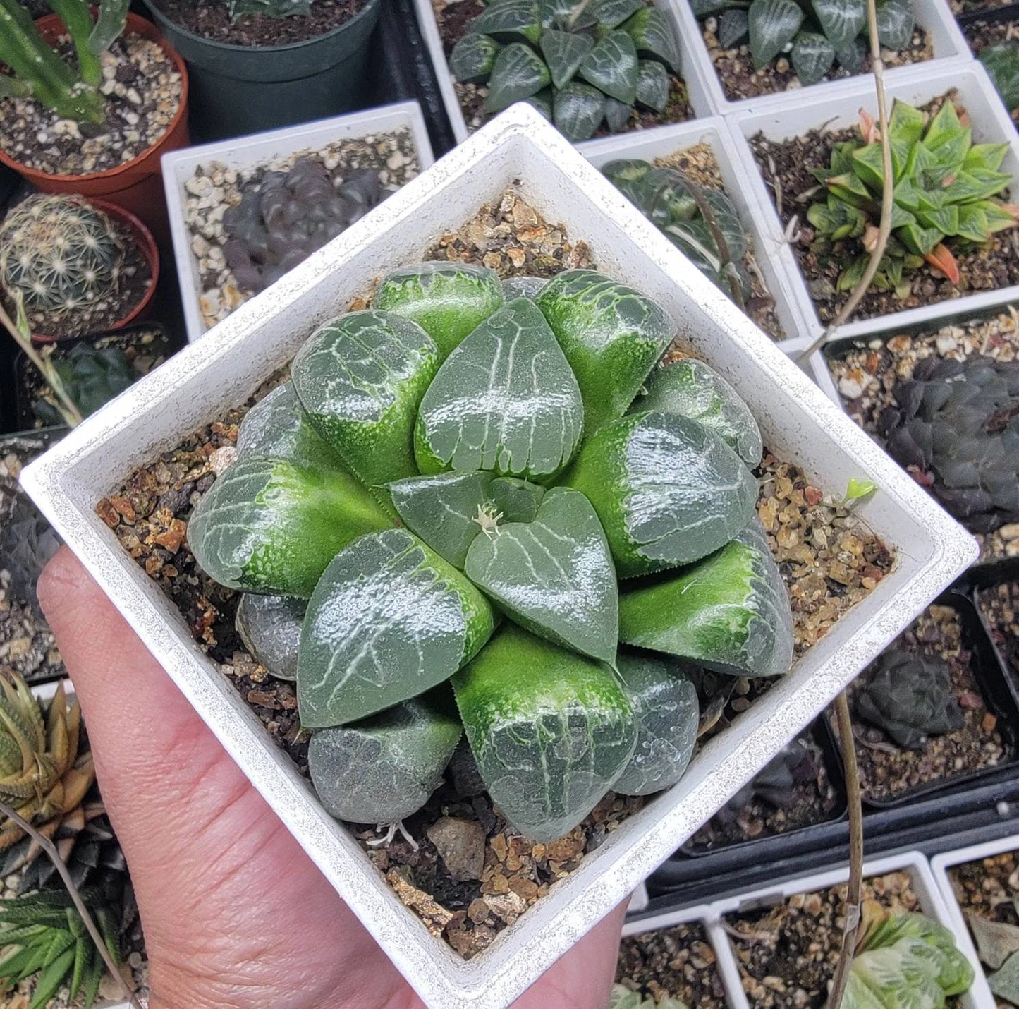 Haworthia cooperi 'Tsukikage'