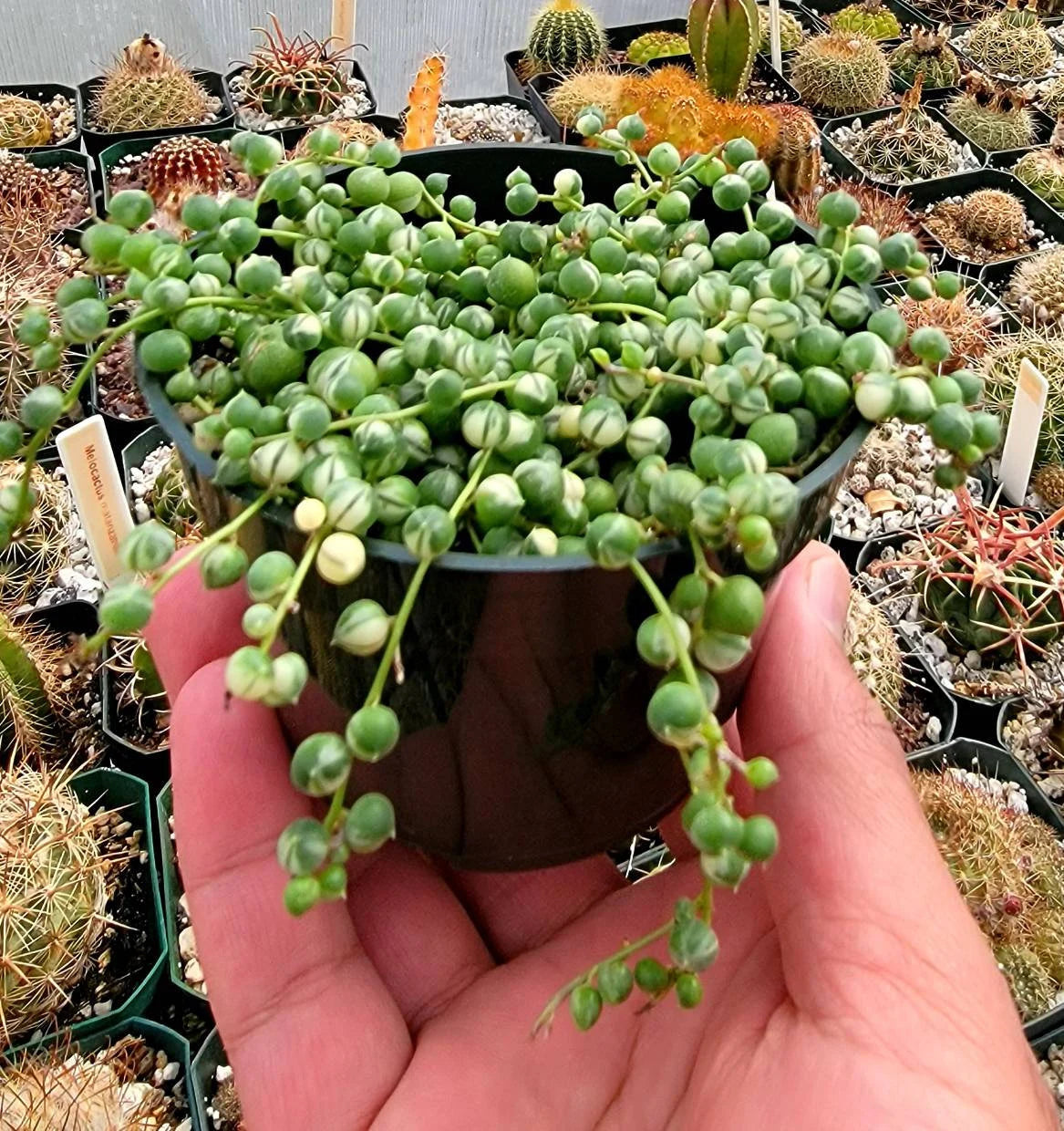 Variegated String Of Pearls