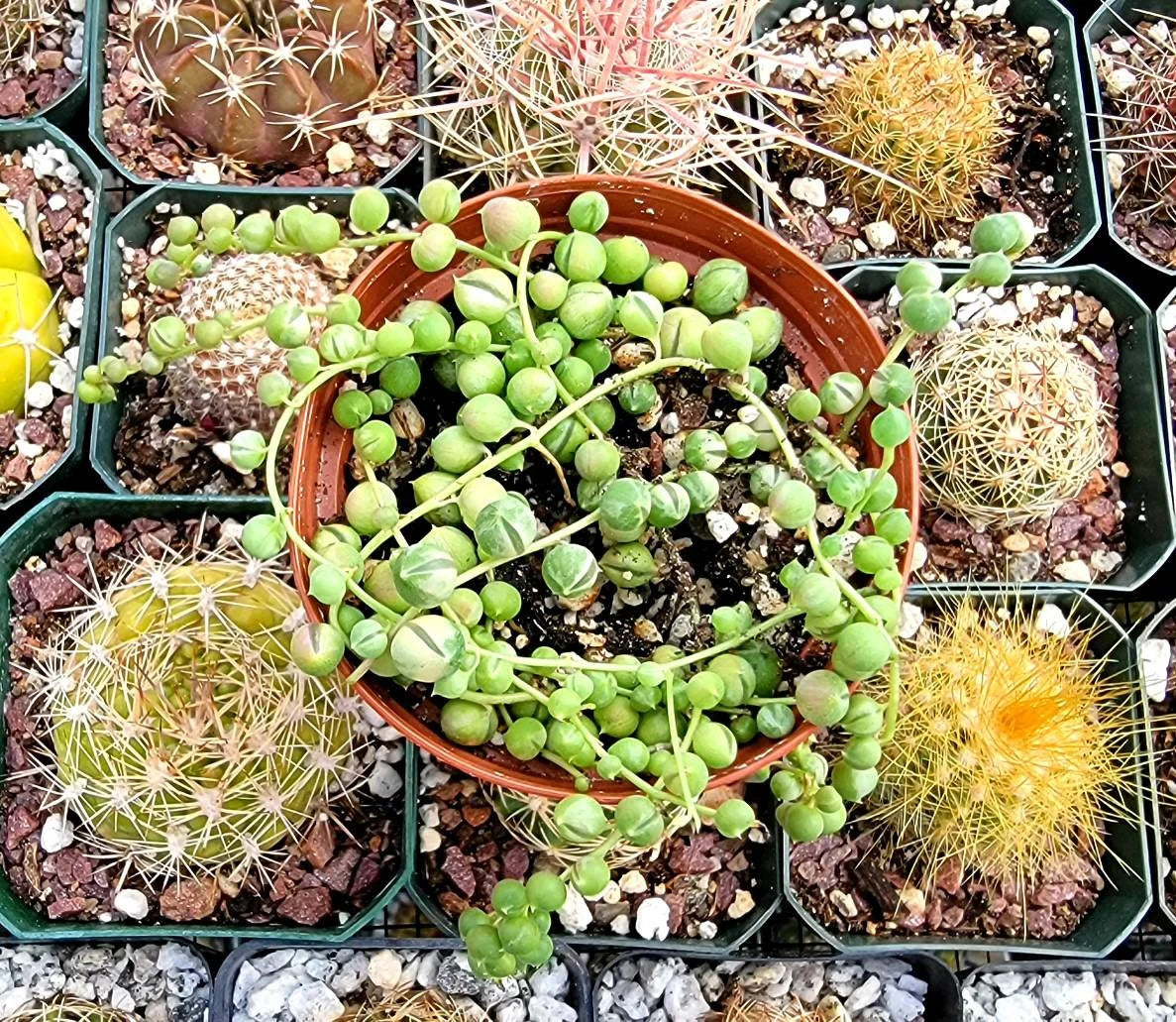 Variegated String Of Pearls