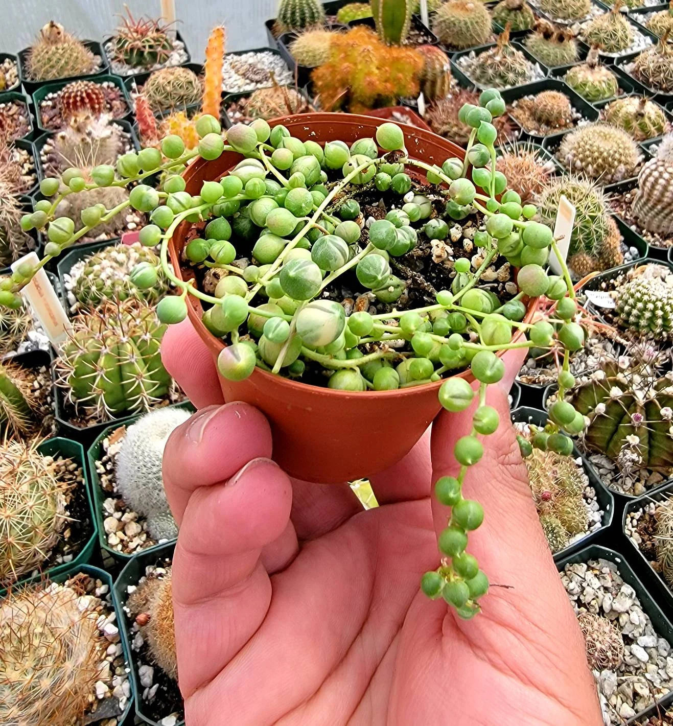 Variegated String Of Pearls