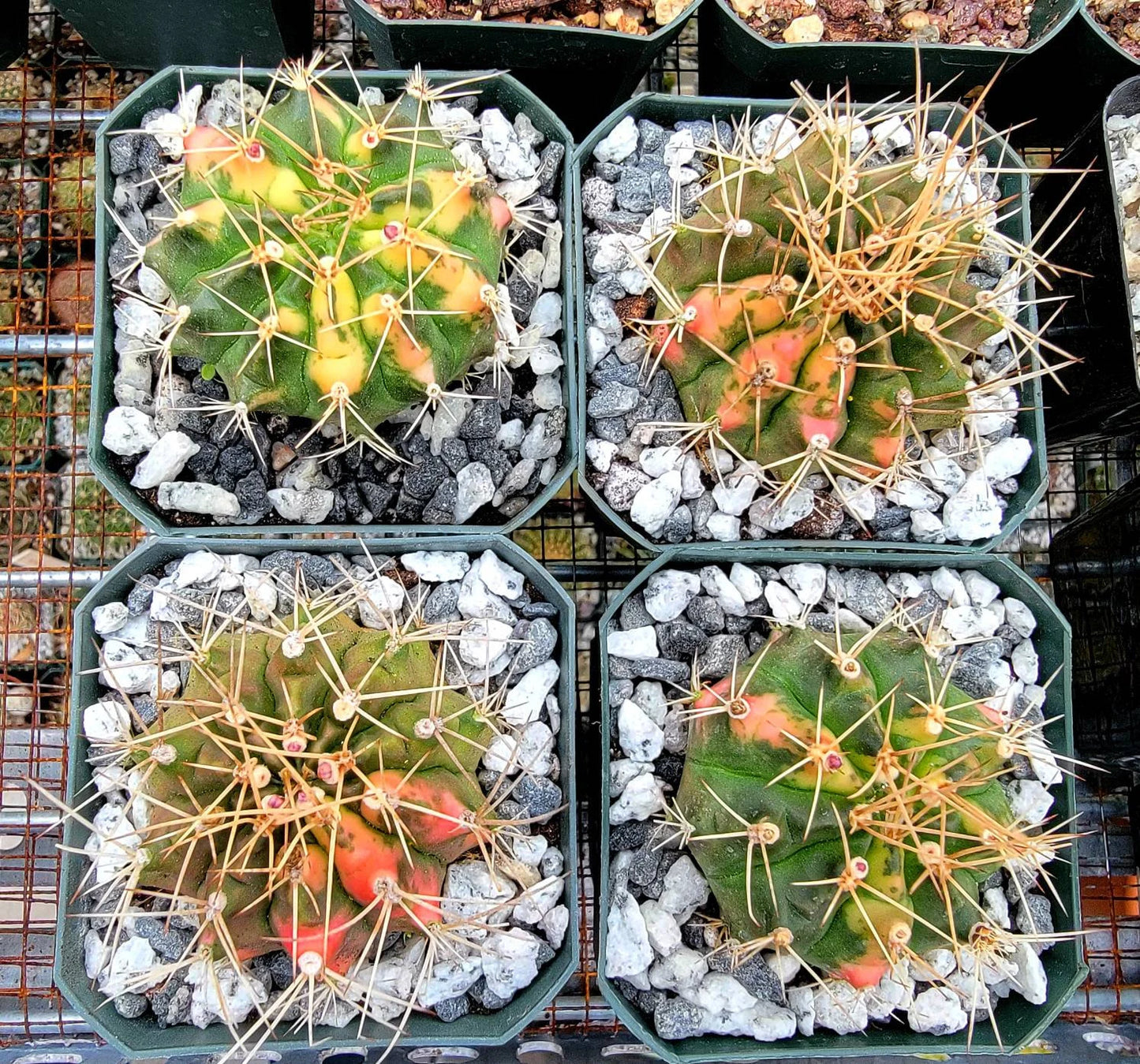 Gymnocalycium Mihanovichii varigata