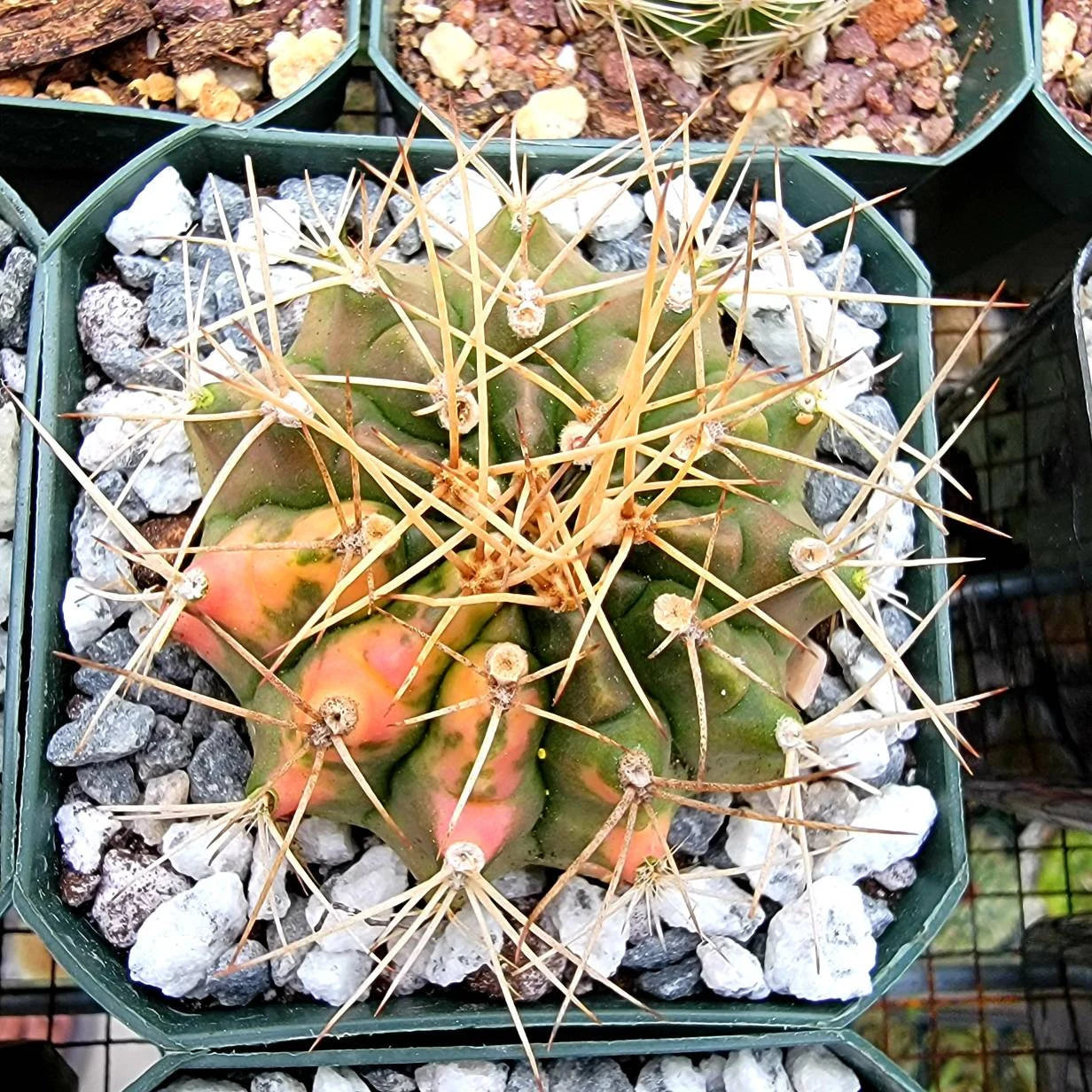 Gymnocalycium Mihanovichii varigata