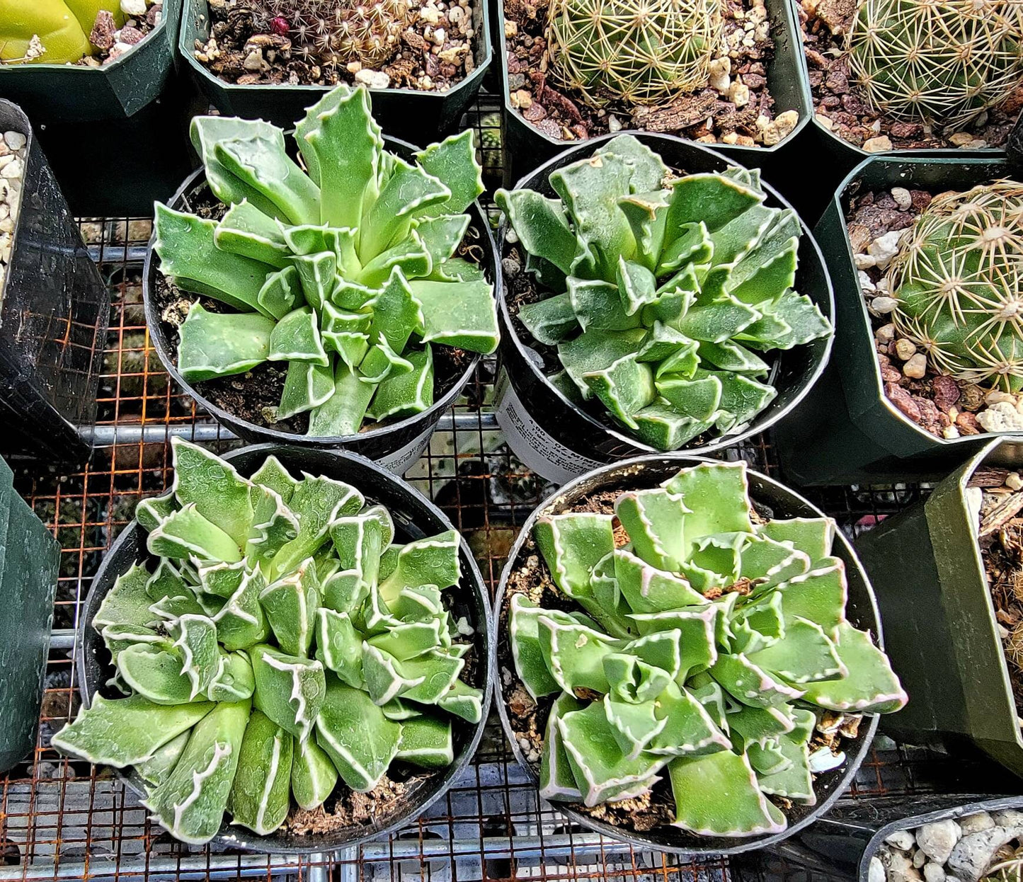 Faucaria tigrina | Tiger Jaws succulent