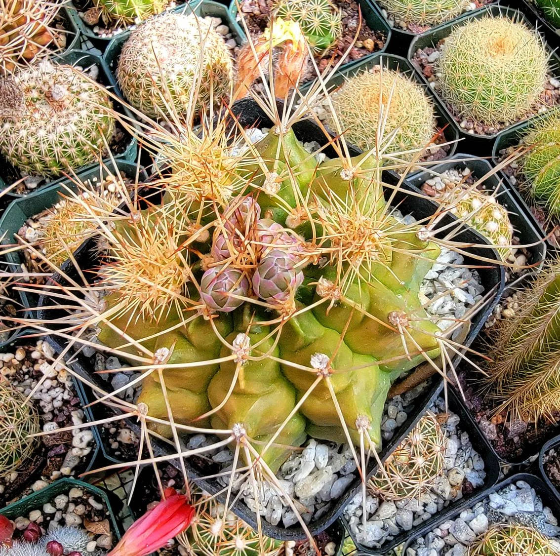 Gymnocalycium anisitsii