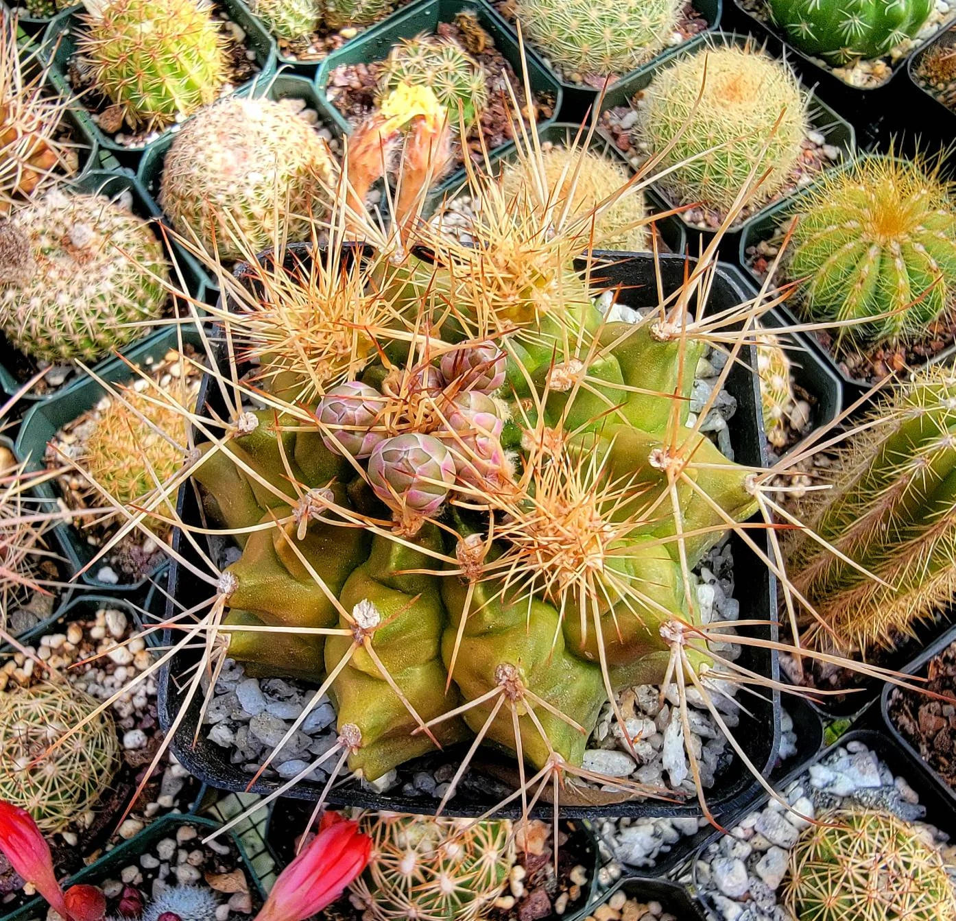 Gymnocalycium anisitsii