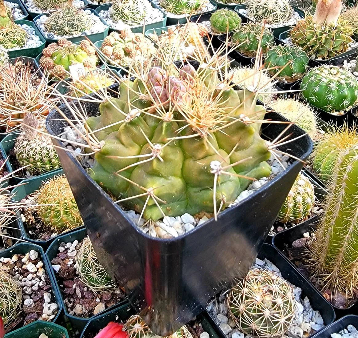 Gymnocalycium anisitsii