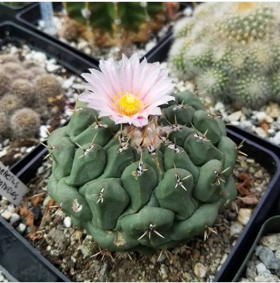 Thelocactus rinconensis subs. phymatothelos (10 seeds)