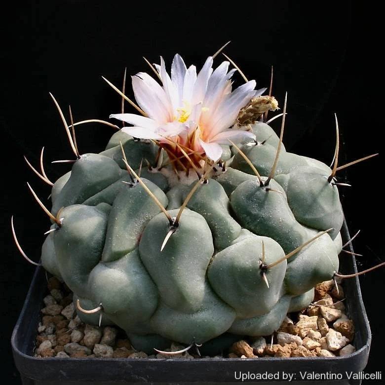 Thelocactus rinconensis subs. phymatothelos (10 seeds)