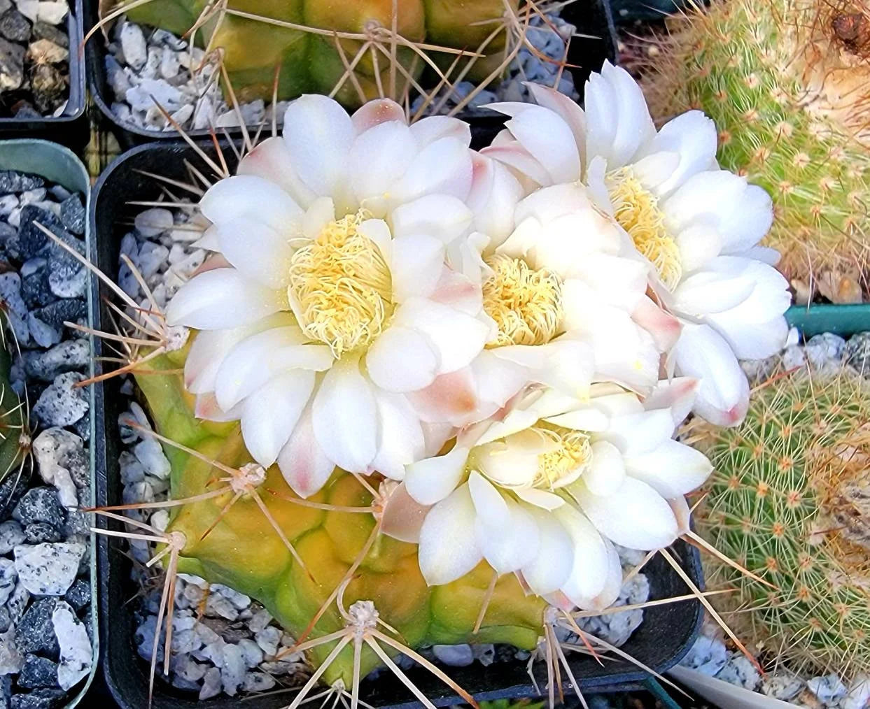 Gymnocalycium anisitsii