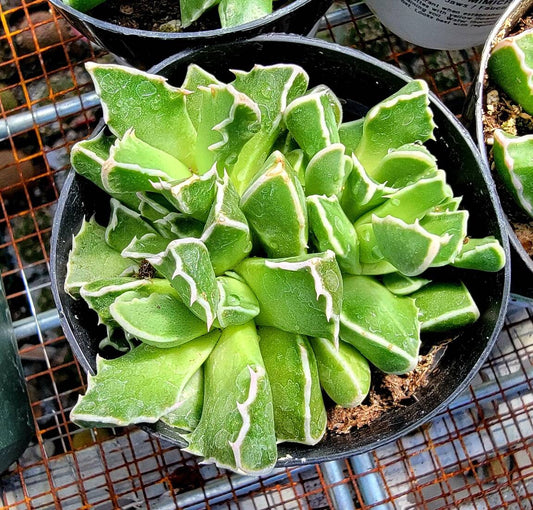 Faucaria tigrina | Tiger Jaws succulent