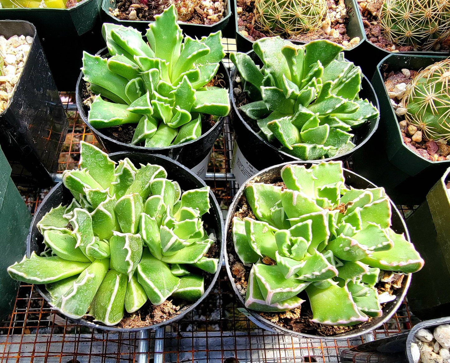 Faucaria tigrina | Tiger Jaws succulent