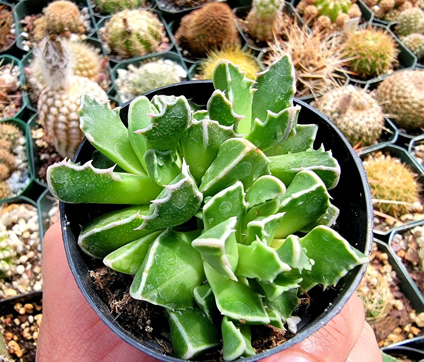 Faucaria tigrina | Tiger Jaws succulent