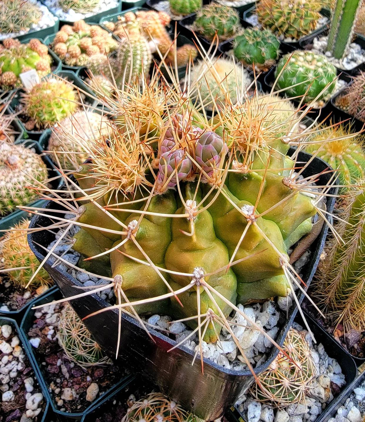 Gymnocalycium anisitsii