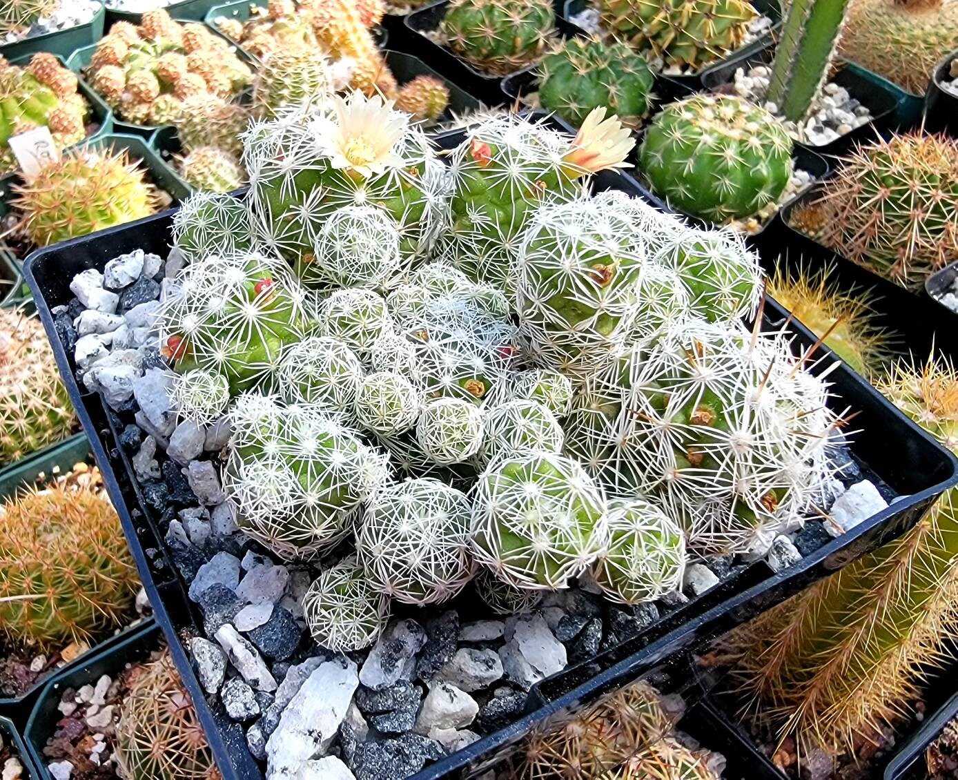 Mammillaria gracilis v. fragilis