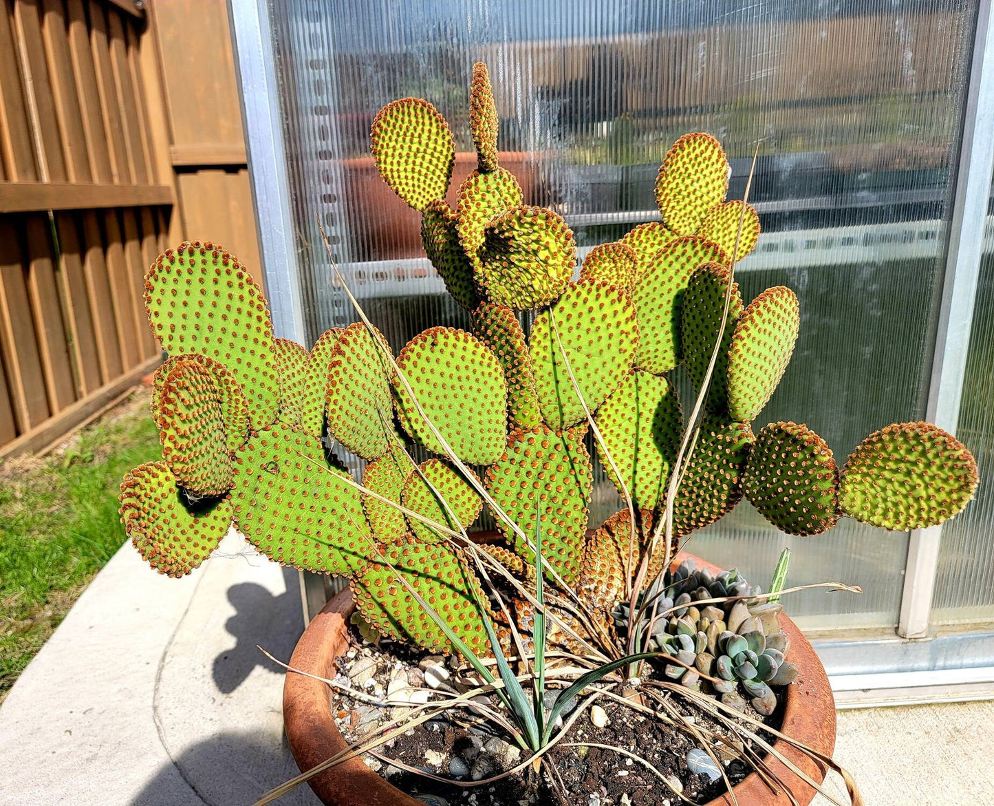 Opuntia microdasys subsp. rufida (Live Plant) unrooted cuttings