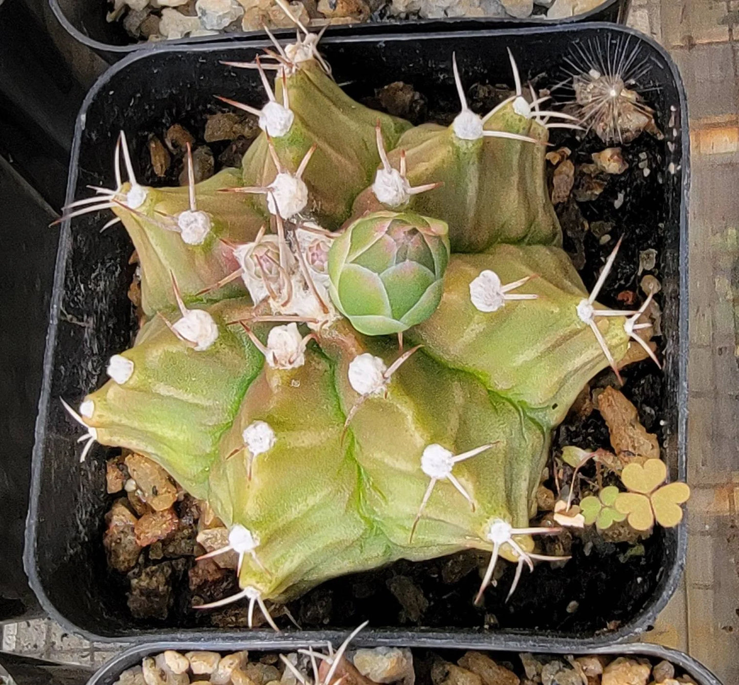 Gymnocalycium friedrichii