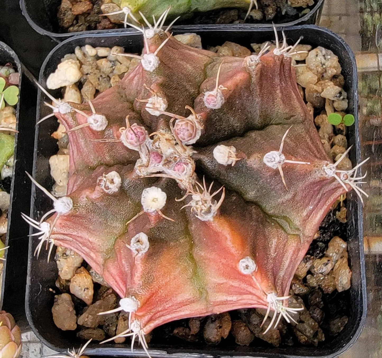 Gymnocalycium friedrichii