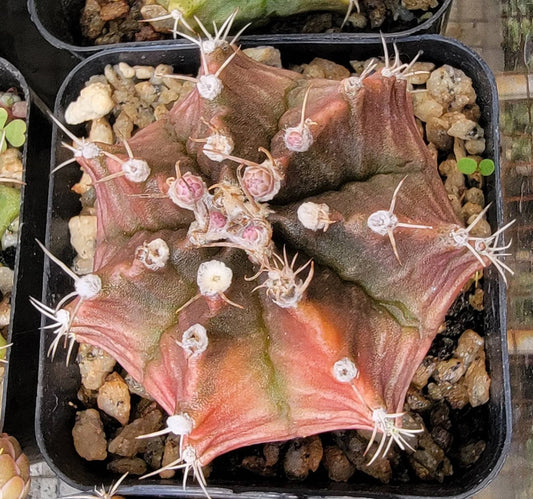 Gymnocalycium friedrichii