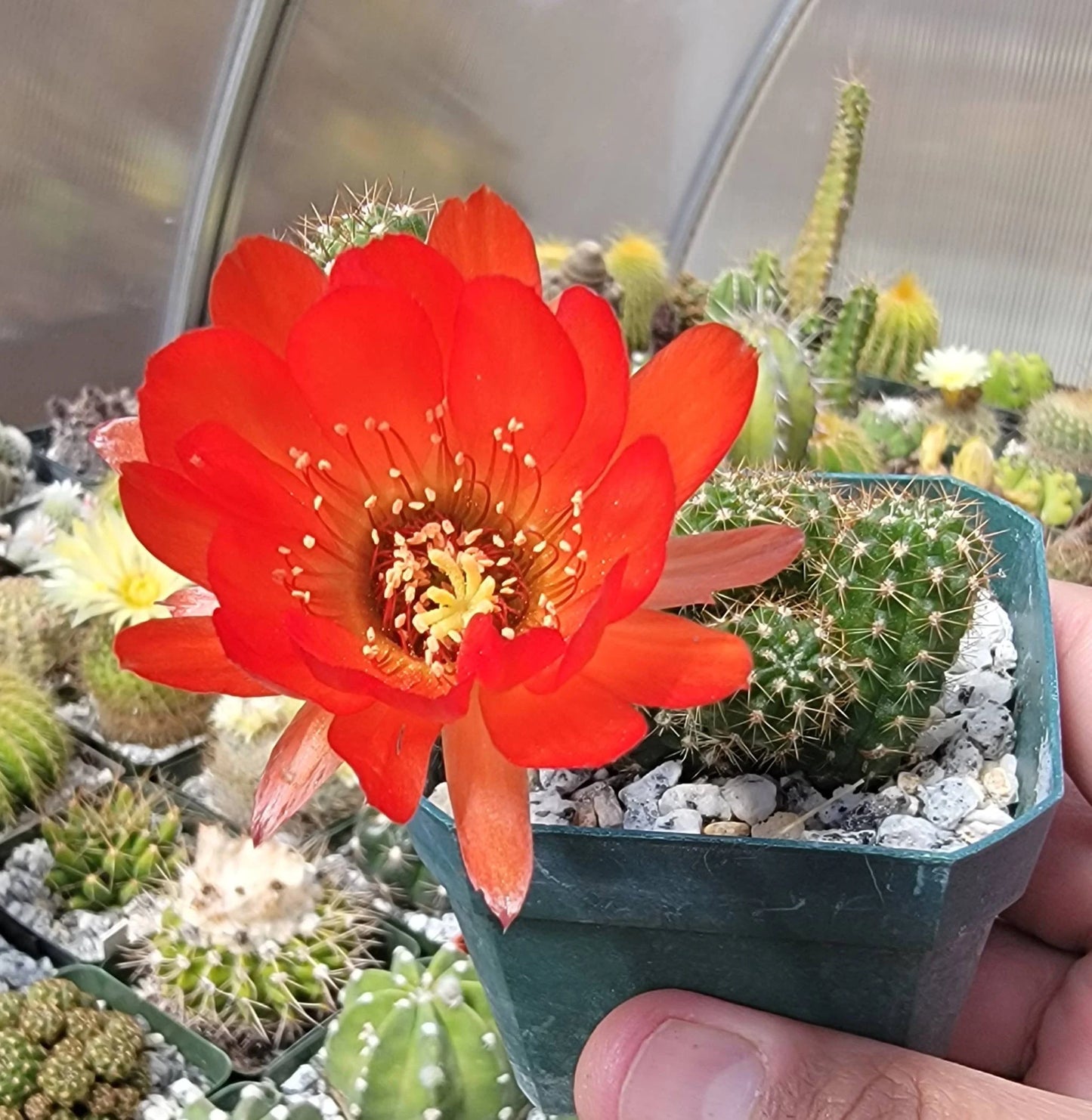 Echinopsis chamaecereus | peanut cactus