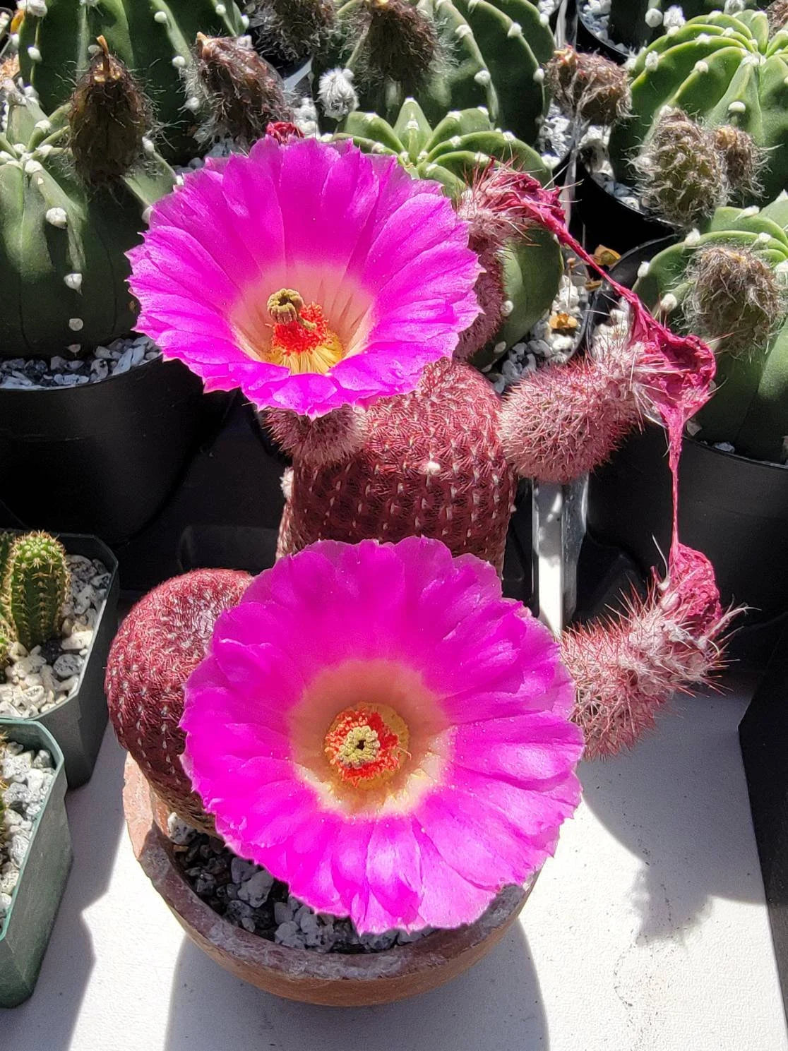 Echinocereus rigidissimus var.rubispinus | Rainbow Cactus (seeds)