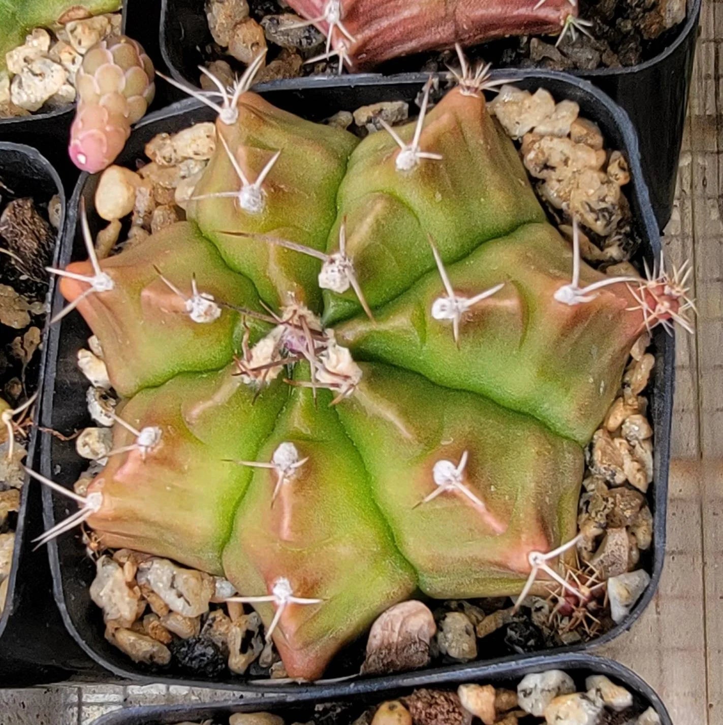 Gymnocalycium friedrichii