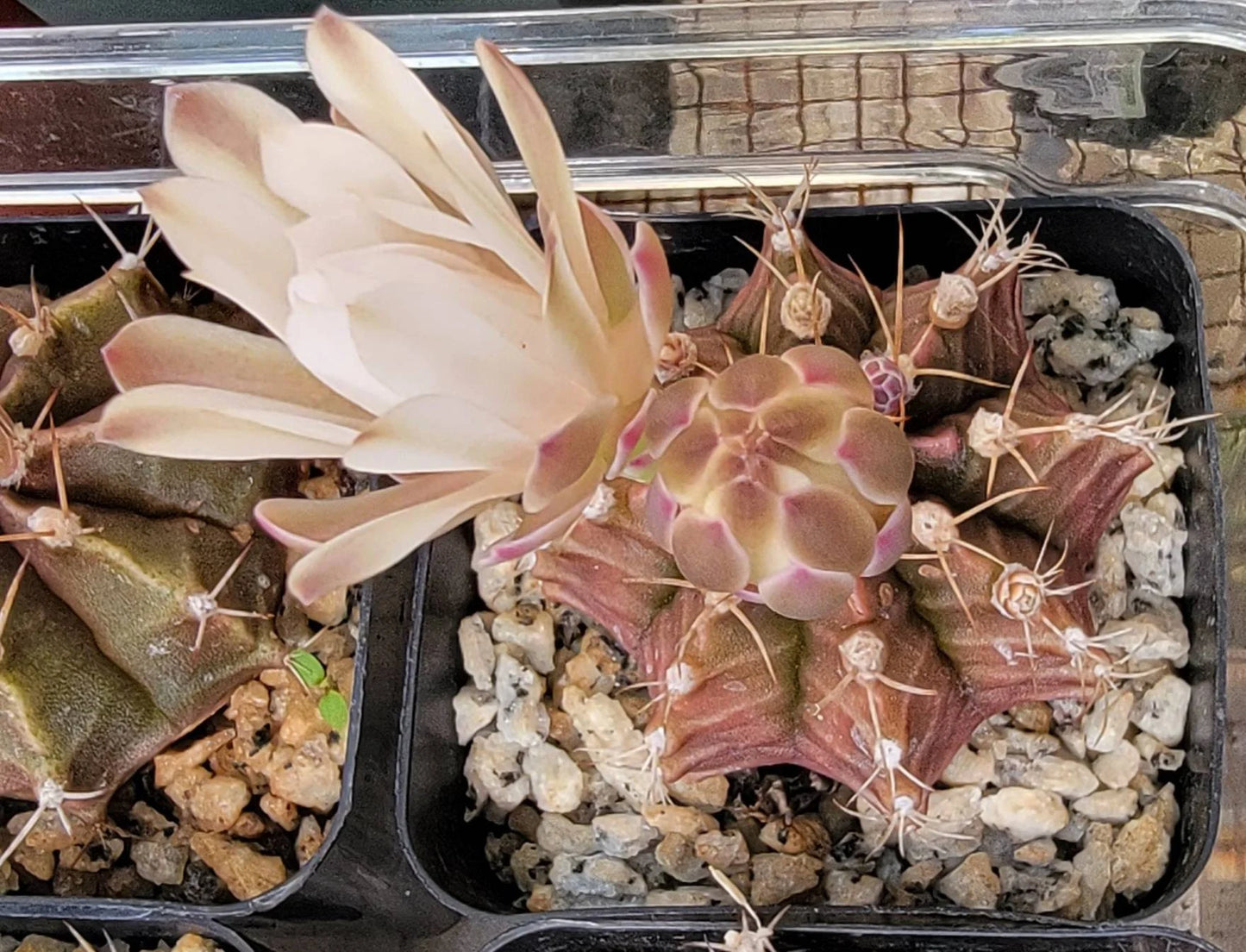 Gymnocalycium friedrichii