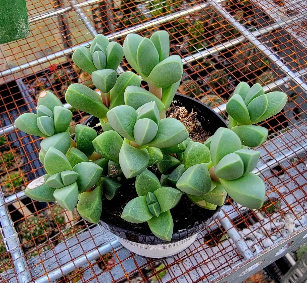 Corpuscularia lehmannii